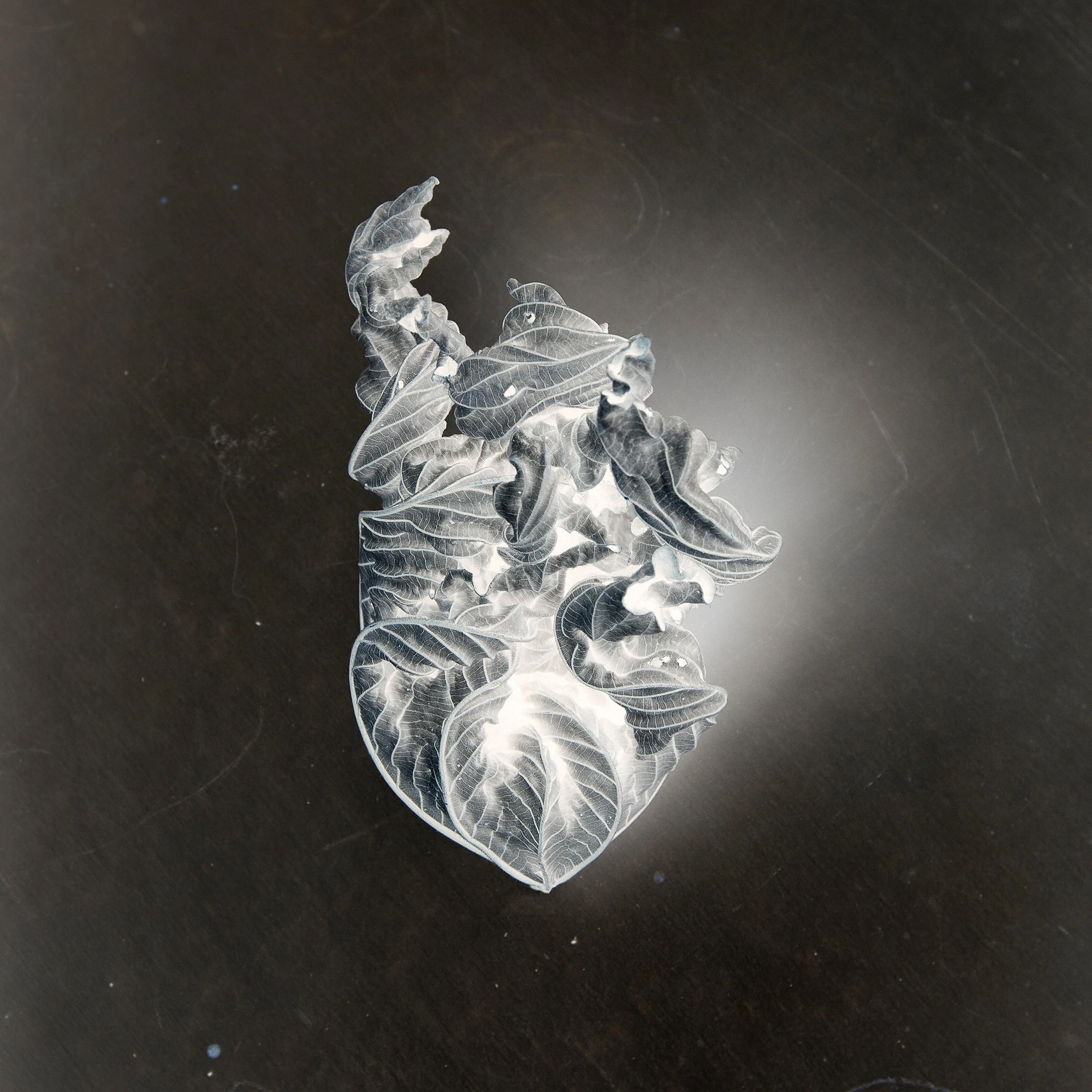 Walterio Iraheta — Corazón de Guarumo